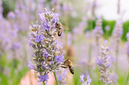 The Benefits of Different Scents and Essential Oils: Chamomile, Tea Tree, Cucumber, and More